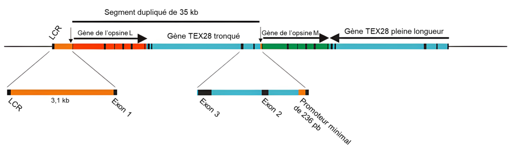 Représentation schématique d’une section du chromosome X. De l’amont vers l’aval, voici les différentes structures présentées : 1) LCR. 2) Segment dupliqué de 35 kb, qui comprend le gène de l’opsine L puis le gène TEX28 tronqué. 3) Gène de l’opsine M. 4) Gène TEX28 pleine longueur.