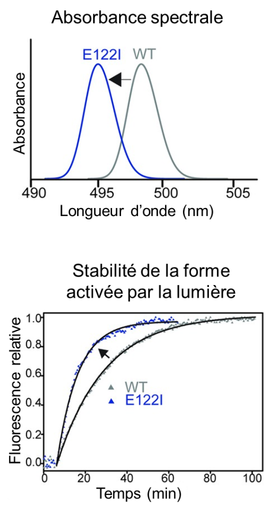 En haut, graphique de l’absorbance en fonction de la longueur d’onde. Deux courbes, dont la forme ressemble à la distribution normale, sont illustrées. La première courbe représente la version ancestrale de l’opsine et le pic d’absorbance est à une longueur d’onde d’environ 498 nm. La deuxième courbe représente la version I122 de l’opsine et le pic d’absorbance est à une longueur d’onde d’environ 495 nm. En bas, un graphique de la fluorescence relative en fonction du temps (min), qui représente la stabilité de la conformation activée par la lumière. Le variant I122 se dégrade plus rapidement que la version ancestrale.