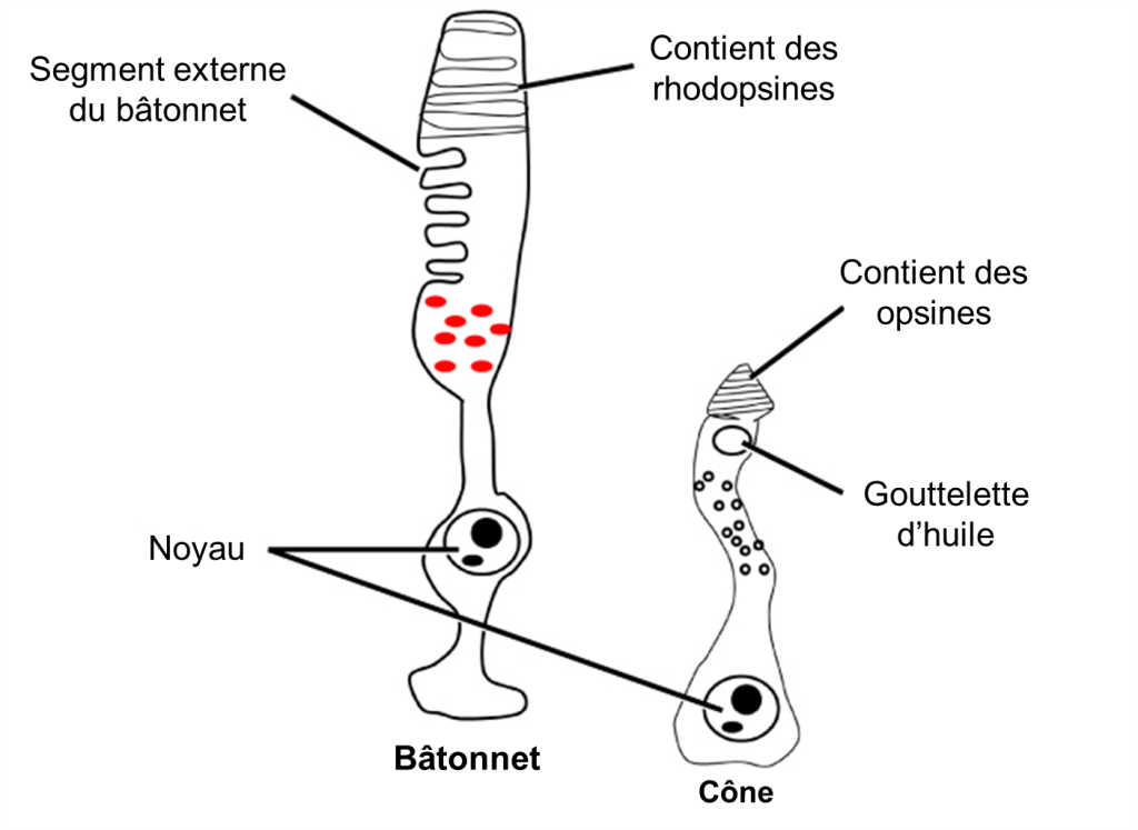 Schéma d’un bâtonnet et d’un cône. Le bâtonnet est plus long que le cône. Le noyau de chaque cellule est identifié. Le segment externe du bâtonnet est formé de replis membranaires et contient des rhodopsines. Le segment externe du cône est aussi formé de replis membranaires et contient des opsines.