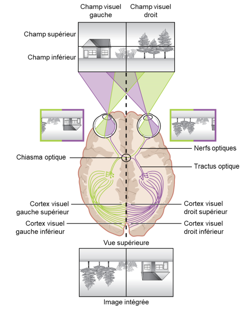Coupe transversale du cerveau humain, vue du dessus, montrant les yeux, les nerfs optiques, le chiasma optique et le cortex visuel. Une image d’une maison avec des arbres est illustrée dans le champ visuel. Au niveau de la rétine, cette image est illustrée à nouveau, inversée de haut en bas, avec seulement la section incluse dans le champ visuel de chaque œil. Au niveau du cortex visuel, l’image complète est à nouveau représentée, toujours inversée.