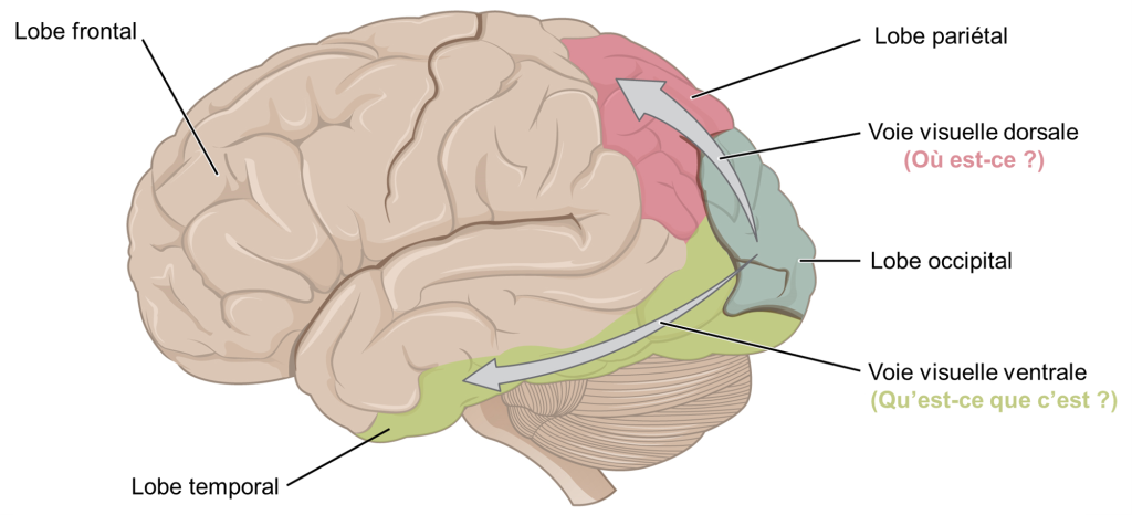 Schéma du cerveau qui montre les quatre lobes. Le lobe occipital, qui contient le cortex visuel est coloré en bleu. Deux flèches commencent au lobe occipital et se rendent dans le lobe pariétal, représentant la voie visuelle dorsale, et dans le lobe temporal, représentant la voie visuelle ventrale.