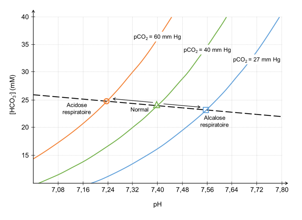 Graphique de la concentration de bicarbonate en fonction du pH pour trois différentes pressions partielles de CO2. Pour les trois courbes, la concentration de bicarbonate augmente avec l’augmentation du pH. La concentration et le pH à l’équilibre sont représentés par un symbole sur chacune des courbes. La courbe du milieu représente une pression partielle de CO2 de 40 mm Hg, ce qui est le niveau normal. La courbe de gauche représente une pression partielle de CO2 de 60 mm Hg, ce qui entraine une acidose respiratoire. La courbe de droite représente une pression partielle de CO2 de 27 mm Hg, ce qui entraine une alcalose respiratoire.