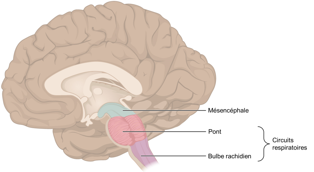 Schéma d’un cerveau humain illustrant le tronc cérébral. Le mésencéphale, le pont et le bulbe rachidien sont identifiés. Une accolade englobe le pont et le bulbe rachidien avec la mention « circuits respiratoires ».