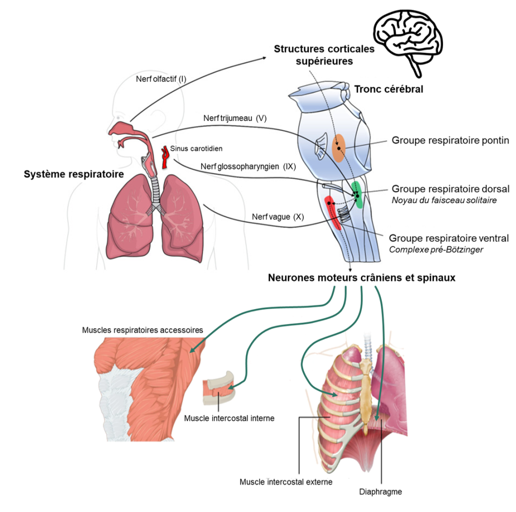 En haut est illustré le tronc cérébral. Une zone dans le pont est identifiée comme le groupe respiratoire pontin. Une zone à l’arrière du bulbe rachidien est identifiée comme le groupe respiratoire dorsal et contient le noyau du faisceau solitaire. Une zone à l’avant du bulbe rachidien est identifiée comme le groupe respiratoire ventral et contient le complexe pré-Botzinger. Le système respiratoire est aussi illustré à côté. Le groupe respiratoire pontin reçoit des informations, illustrées par des flèches, du nerf olfactif (I) et des structures corticales supérieures. Le groupe respiratoire dorsal reçoit des informations du nerf trijumeau, du nerf vague et des corps carotidiens, via le nerf glossopharyngien. Le groupe respiratoire ventral reçoit des informations du groupe respiratoire dorsal. Le groupe respiratoire ventral envoie des informations aux muscles respiratoires (muscles respiratoires accessoires, muscles intercostaux internes, muscles intercostaux externes, diaphragme) via des neurones moteurs crâniens et spinaux.