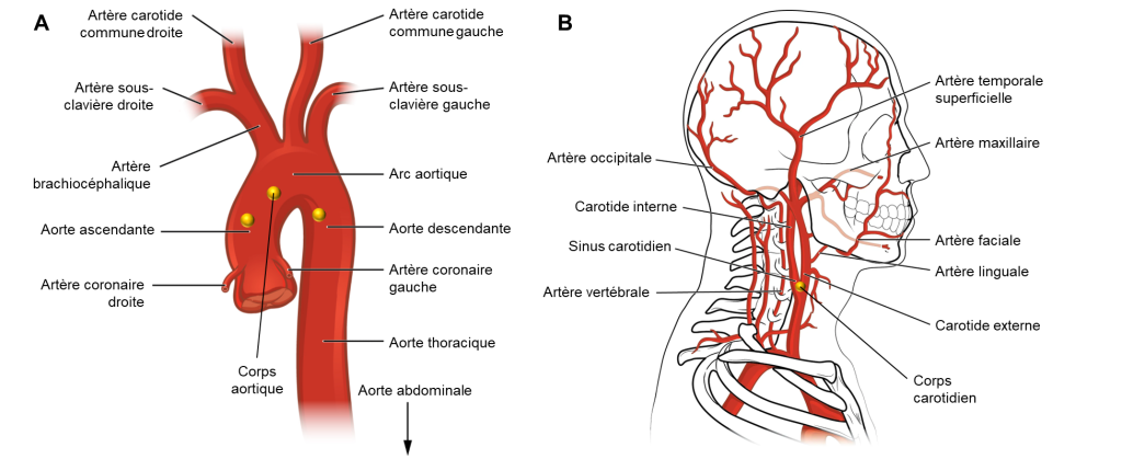 Le panneau A représente un schéma de l’aorte sur laquelle se trouvent trois corps aortiques représentés par des cercles jaunes. Le panneau B représente les artères du cou et de la tête. Un corps carotidien se trouve à l’embranchement entre la carotide externe et la carotide interne.