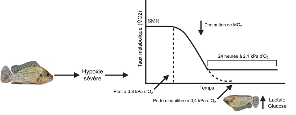 À gauche est représenté un tilapia qui subit une hypoxie sévère. À droite est illustré un graphique qui montre le taux métabolique du tilapia en fonction du temps. Au temps 0, le taux métabolique est équivalent au taux métabolique standard (SMR). À partir du moment où est atteinte la pression partielle d’oxygène critique (Pcrit) de 3,8 kPa, le taux métabolique diminue progressivement. Si la pression partielle d’oxygène atteint 0,4 pKa, les poissons subissent une perte d’équilibre. Ils peuvent aussi se maintenir pendant 24 heures à une pression partielle de 2,1 kPa.