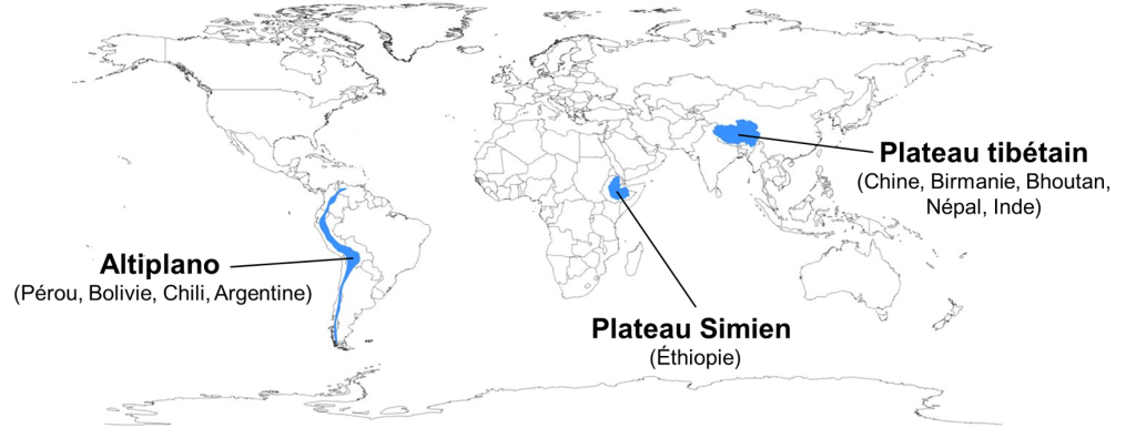 Carte du monde où trois régions sont identifiées. L’Altiplano est un plateau de la cordillère des Andes qui couvre en partie le Pérou, la Bolivie, le Chili et l’Argentine). Le plateau simien couvre une partie importante de l’Éthiopie. Le plateau tibétain couvre en partie la Chine, la Birmanie, le Bhoutan, le Népal et l’Inde.