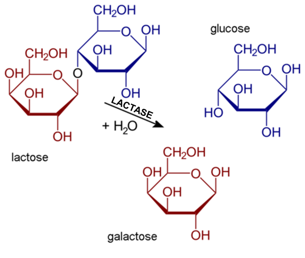 Représentation schématique de l’hydrolyse du lactose en galactose et glucose. À gauche, une molécule de lactose. Une flèche représentant la lactase transforme le lactose en 1 molécule de galactose et 1 molécule de glucose à droite.