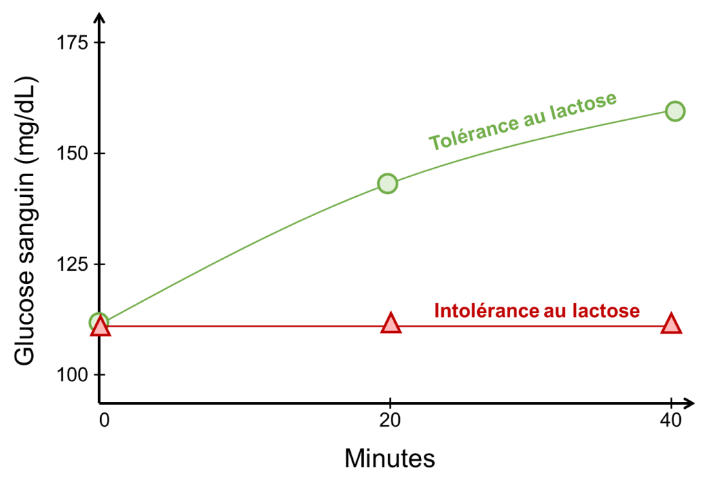 Graphique avec le glucose sanguin (mg/dL) sur l’axe des Y et les minutes sur l’axe des X. Une première courbe représente les individus tolérants au lactose. Après l’ingestion de lait, leur taux de glucose sanguin augmente progressivement. Une deuxième courbe représente les individus intolérants au lactose. Cette courbe a une pente nulle.