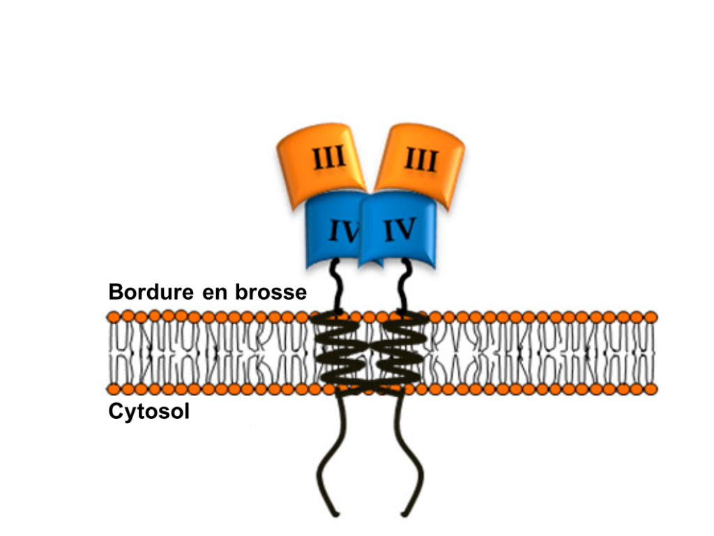 Protéine transmembranaire. D’un côté de la membrane, on retrouve le cytosol et de l’autre on retrouve la bordure en brosse. Le site actif de la protéine est du côté de la bordure en brosse.