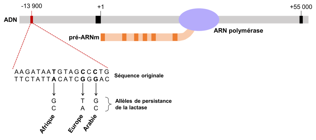 Segment d’ADN schématisé. La partie transcrite par l’ARN polymérase du gène codant pour la lactase commence à la pb +1. À la position -13 900 se trouve une région contenant les mutations responsables de la persistance de la lactase. Sous cette région est illustrée la séquence originale ainsi que les 3 substitutions, respectivement responsables des trois différents allèles de persistance dans les populations de l’Afrique, de l’Europe et de l’Arabie.