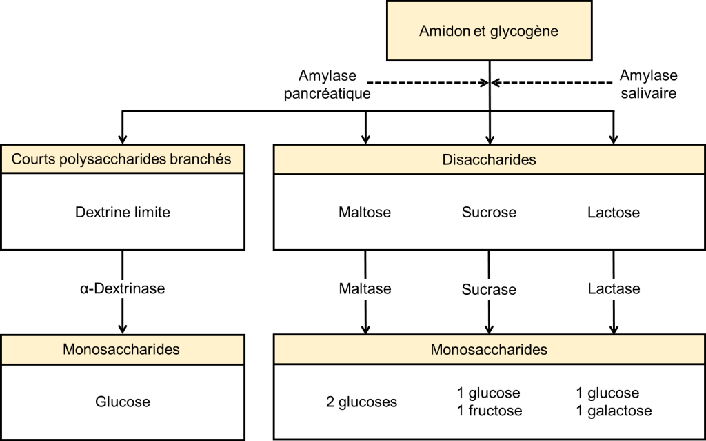 Réseau de blocs et de flèches représentant les processus de digestion de l’amidon et du glycogène en monosaccharides. L’amylase salivaire et l’amylase pancréatique dégradent l’amidon et le glycogène soit en courts polysaccharides branchés (dextrine limite), soit en disaccharides (maltose, sucrose ou lactose). La dextrine limite est ensuite dégradée en glucose par l’enzyme α-Dextrinase. Le maltose est dégradé en 2 molécules de glucose par l’enzyme maltase. Le sucrose est dégradé en 1 molécule de glucose et 1 molécule de fructose par l’enzyme sucrase. Le lactose est dégradé en 1 molécule de glucose et 1 molécule de galactose par l’enzyme lactase.