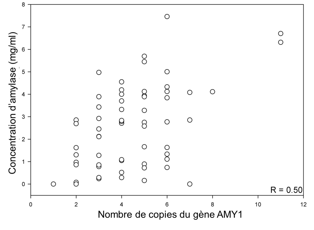 Graphique avec la concentration d’amylase (mg/ml) sur l’axe des Y et le nombre de copies du gène AMY1 sur l’axe des X. Une corrélation positive, avec un coefficient de R=0.5, est illustrée.